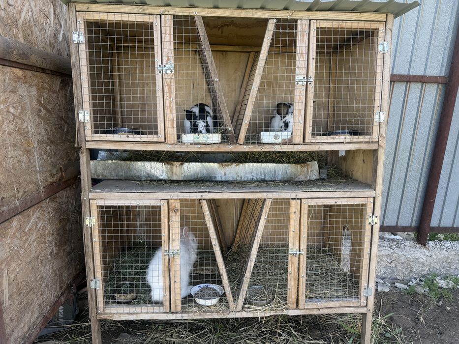 Продаются кролики