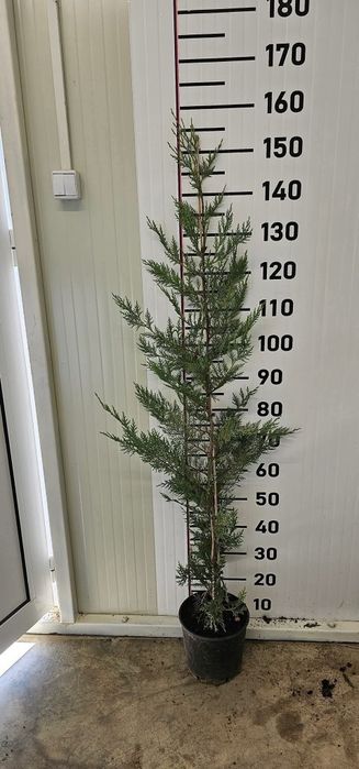 Кипарис лейланди