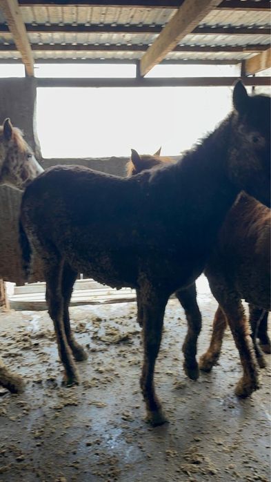 Жемделген Кунан  Жылкы сатылады.