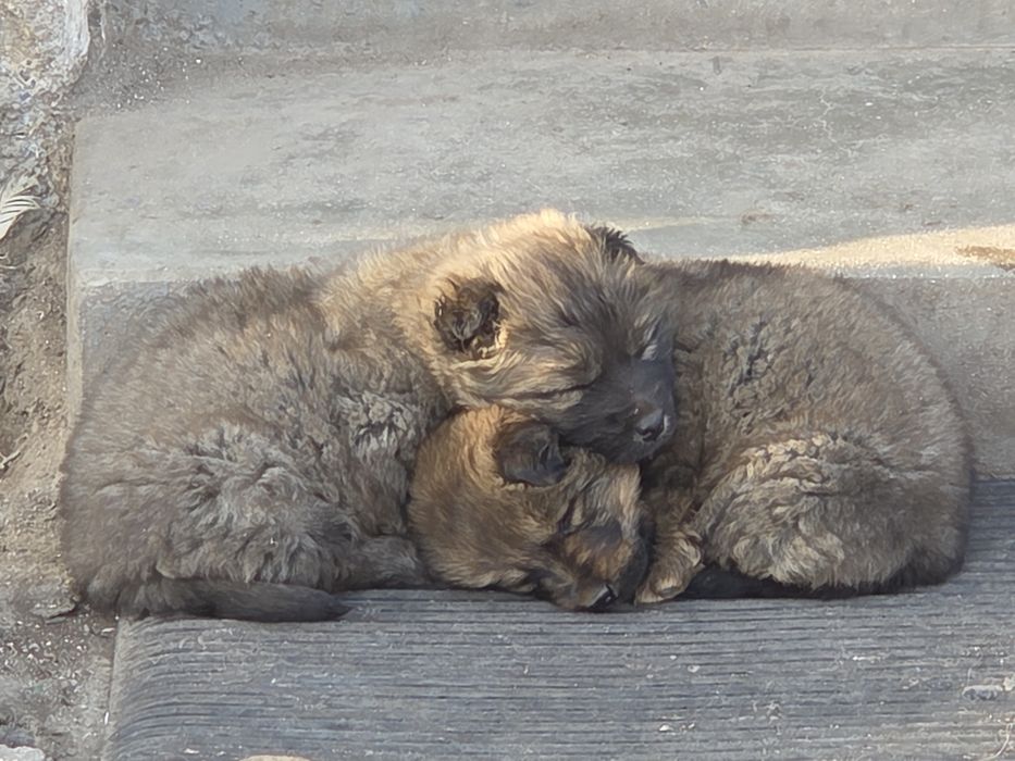 Подарявам 2 женски кученца.