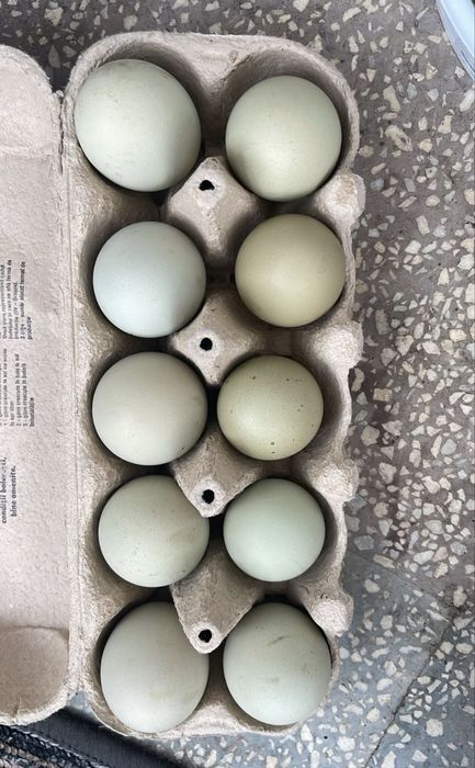 Oua de la gaini de rasa de incubat