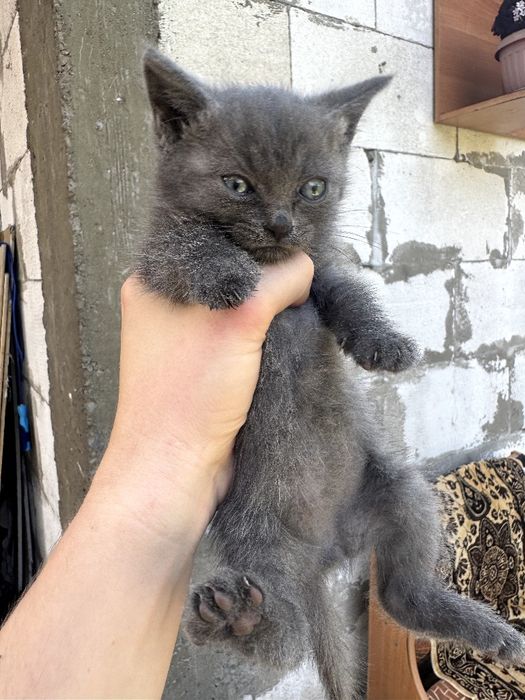 Котята отдам в хорошие руки