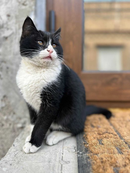 Отдам котенка в хорошие руки бесплатно