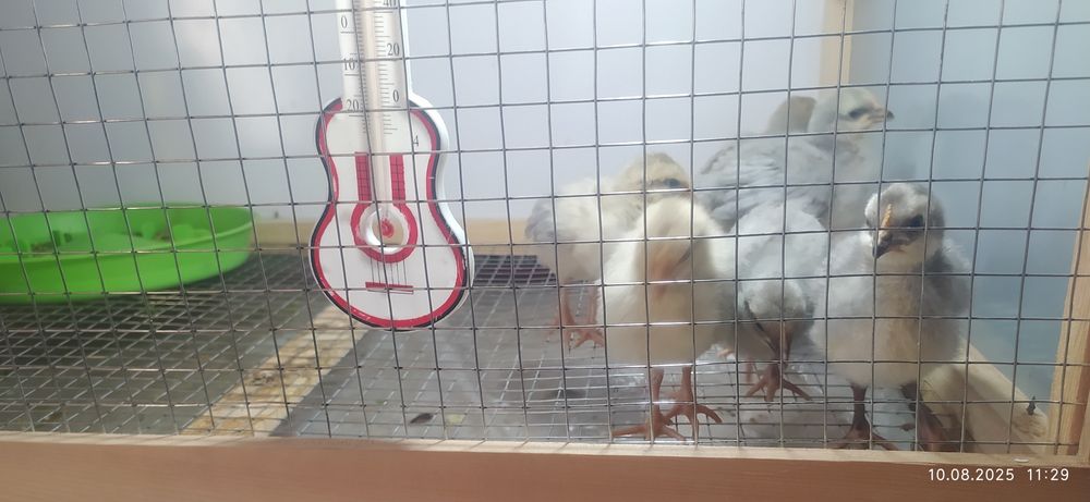 Легорн Изабелла жужалари сотувда