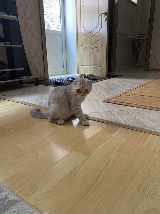 Кошка породистая