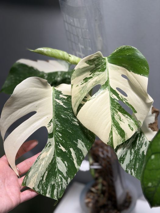 Монстера альба на тотеме