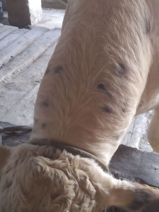 Qurbon Hayitga semiz buqa sotiladi