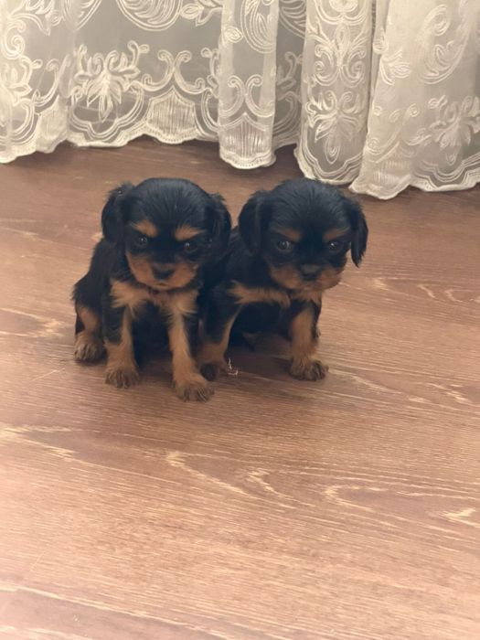 Продаются  щенки