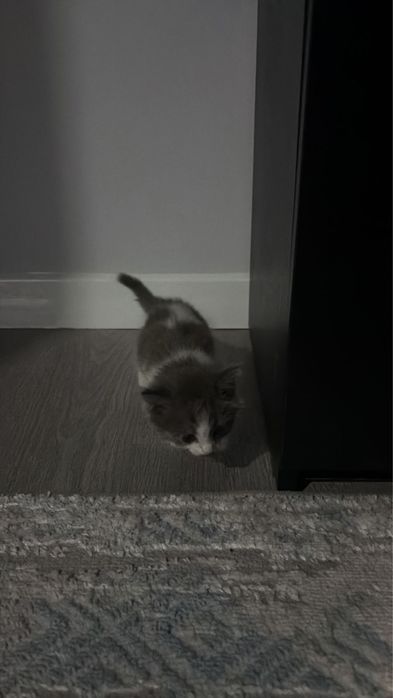 Котята породистые