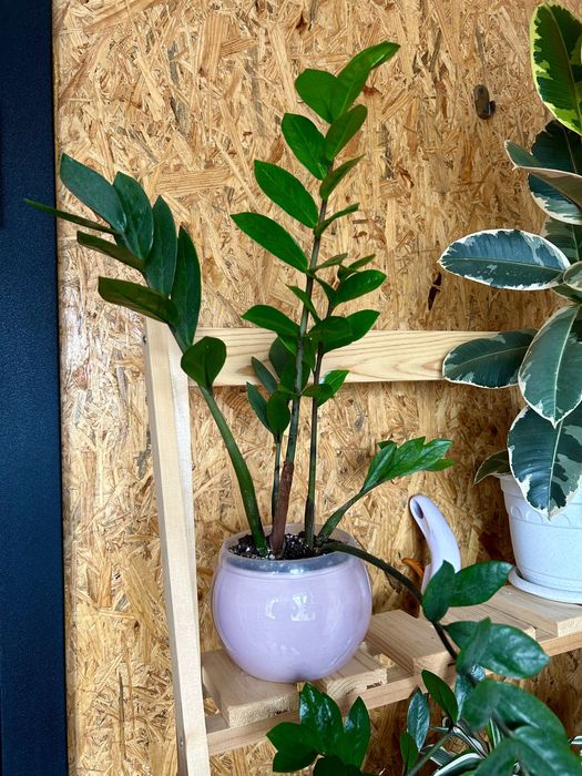 Замиокулькас