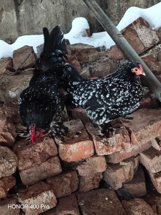 Vând oua mii de flori