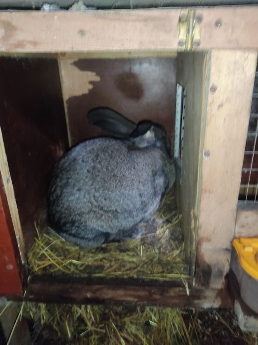 Продам крольчат Великана