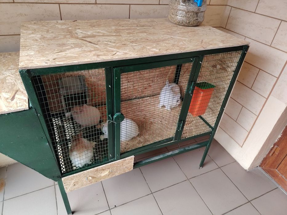 Quyon kletka sotiladi