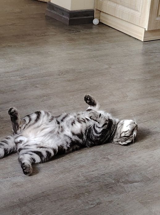 Шикарный игривый кот