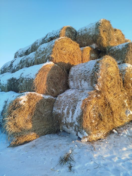 Шөп сено рулонами