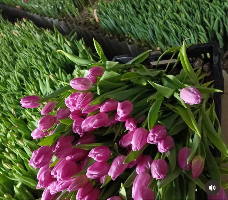 Предзаказ тюльпанов к 8 марта