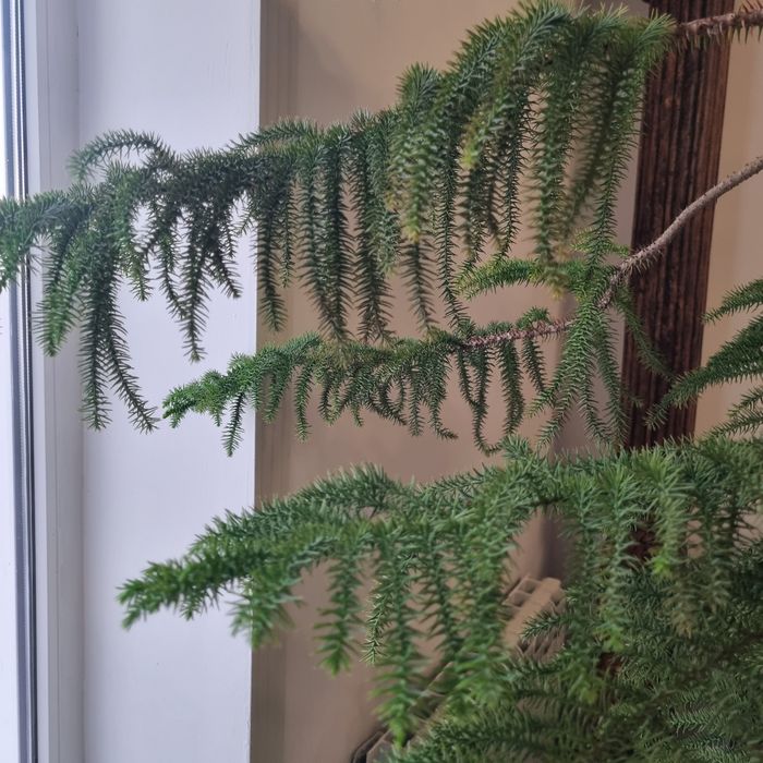 Домашняя ель,,Араукария,,-для интерьера.