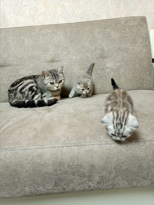 Шотландские котята