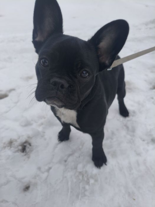 Отдам в добрые руки