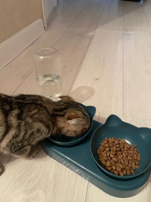 Котенок бельгииская вислоухая