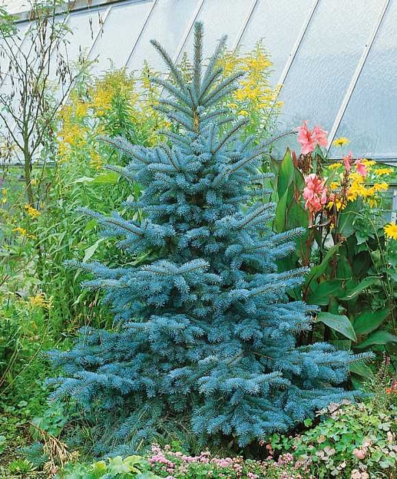 Саженцы сеянцы ель голубая ёлка сосна кедр берёза липа дуб