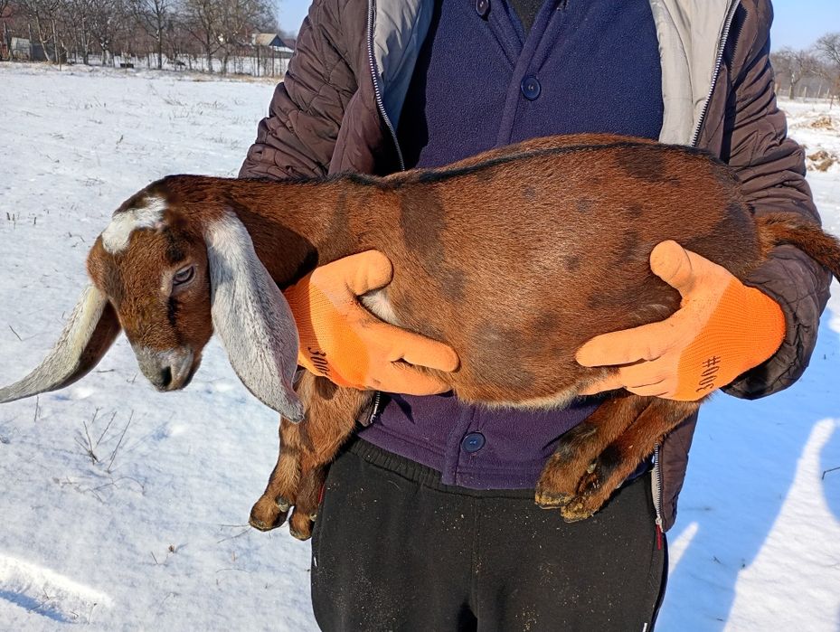 Mascul Anglonubian cu pedigree.