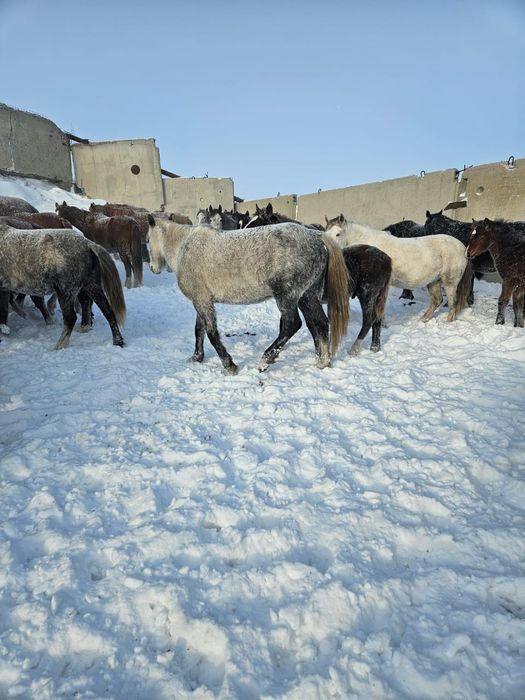 Продам лошадей с жеребятами