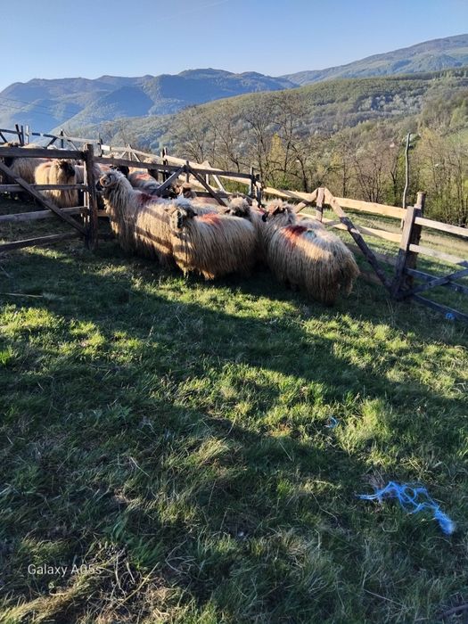 Vând oi  tinere și bune de ținut