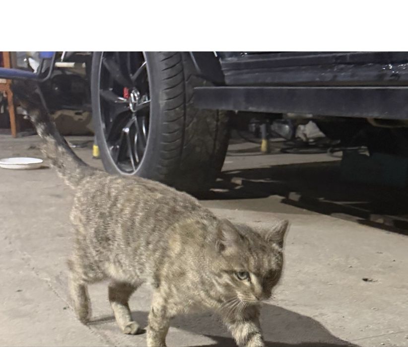 Бесплатно  Котенки   отдам