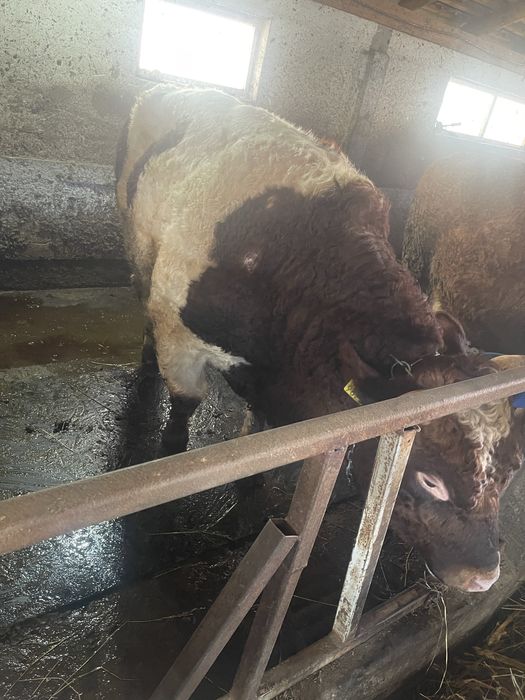 Tauri de vanzare intre 400-600kg