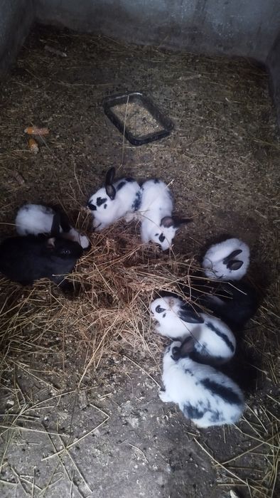 Iepurași Fluture German