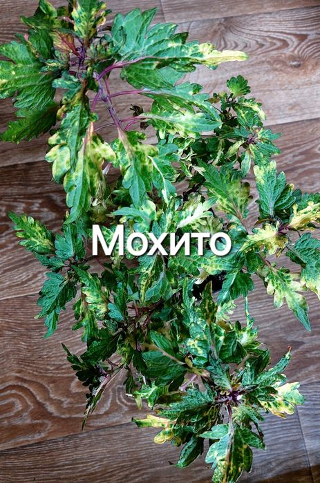 КОЛЕУСЫ. Листай карусель