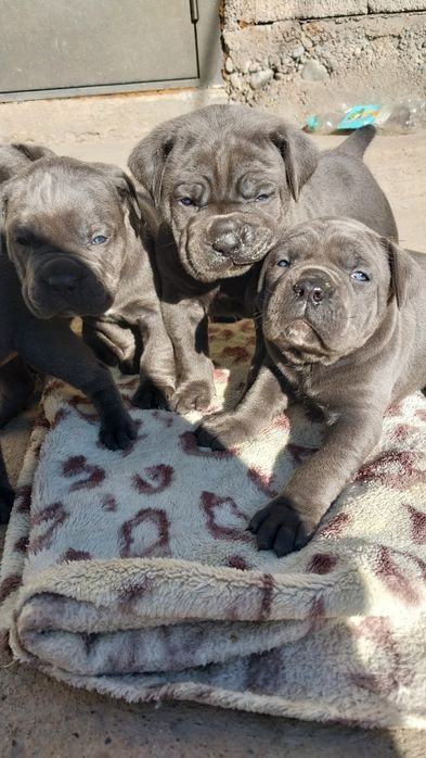 Щенки кане корсо