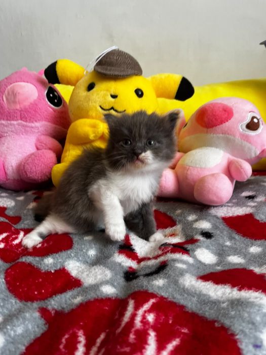 Котята за шоколадку)