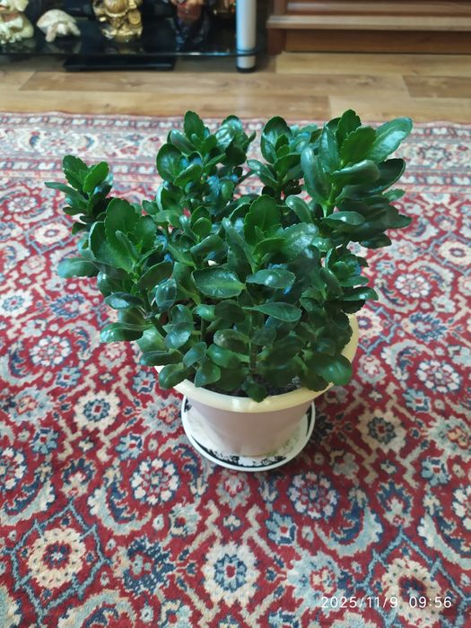 . Каланхоэ.  Очень красивый цветок.