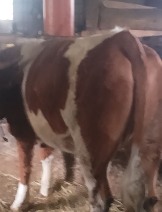 Vand vacă de abattoir.