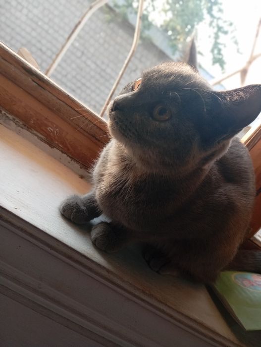 Mushuklar olish va sotish