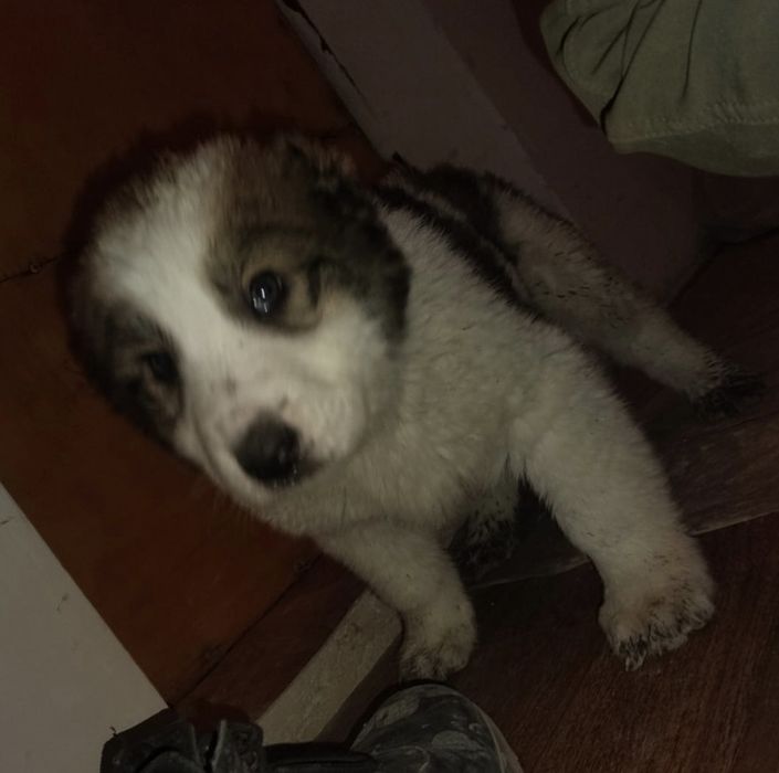 Күшік 2 айлық 50000