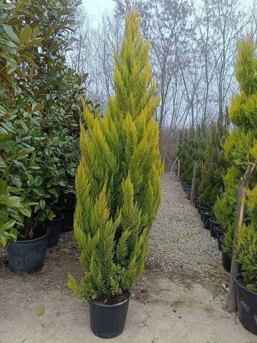 Magnolii, Măslini și Brazi Argintii - Calitate VIP, Montaj Inclus