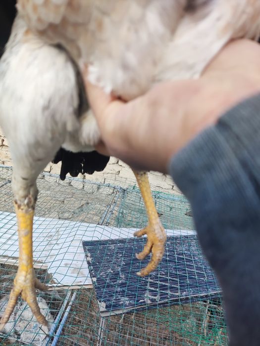 Корея микс турк. Ноябрда чиккан.