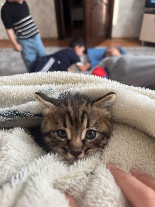 Котенок мальчик