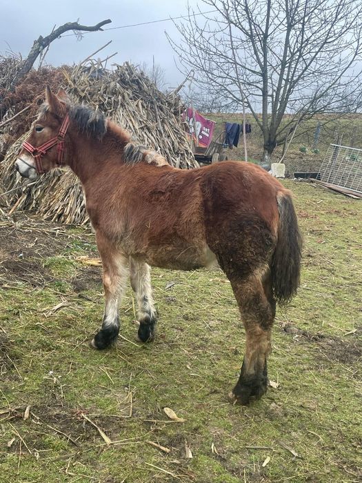 Vand o manza de 7 luni