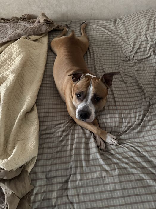 Отдам в добрые руки бесплатно