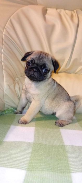 femele pug mops de vanzare