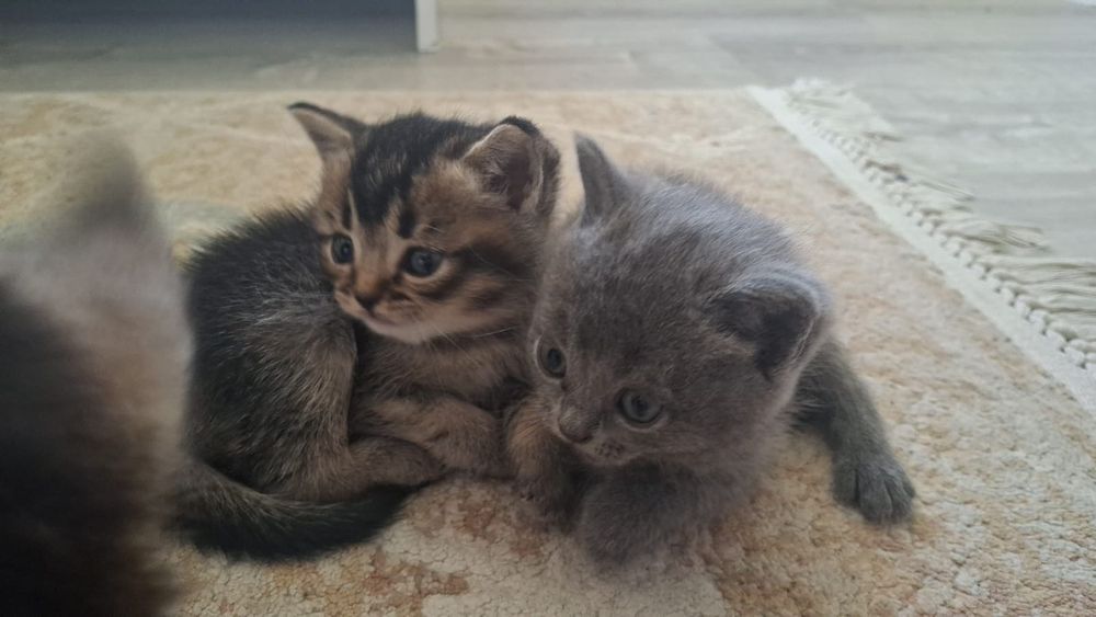 Продается котята