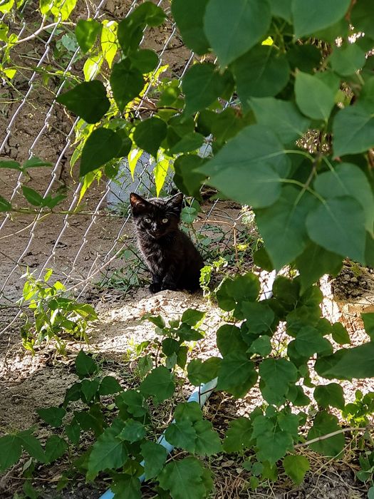 5 Котят ищут свой дом
