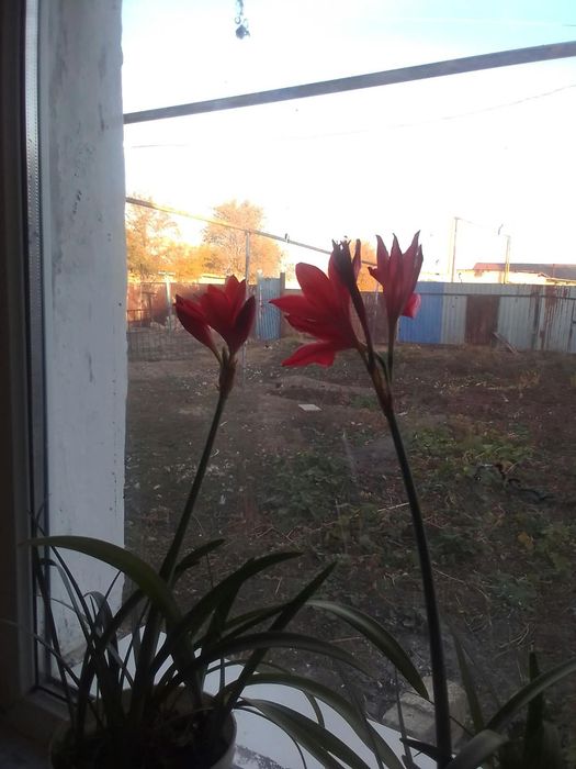 Продам цветы домашние