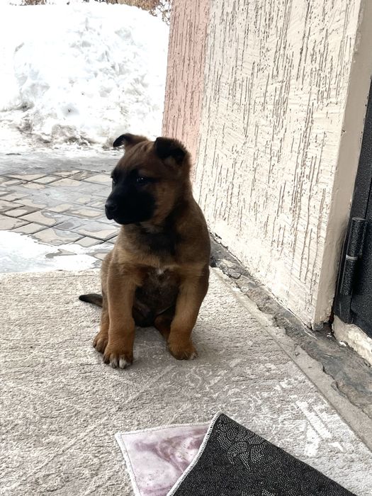 Продам щенка бельгийской овчарки (малинуа)