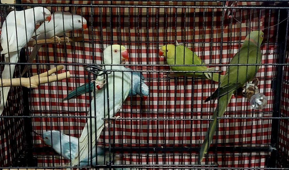 Vând papagali Amazon vorbitori mai multe rase