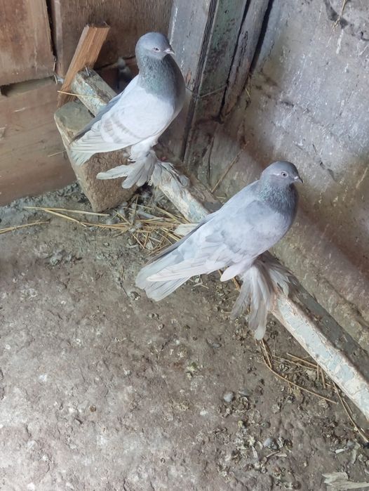 Продам голубей парами